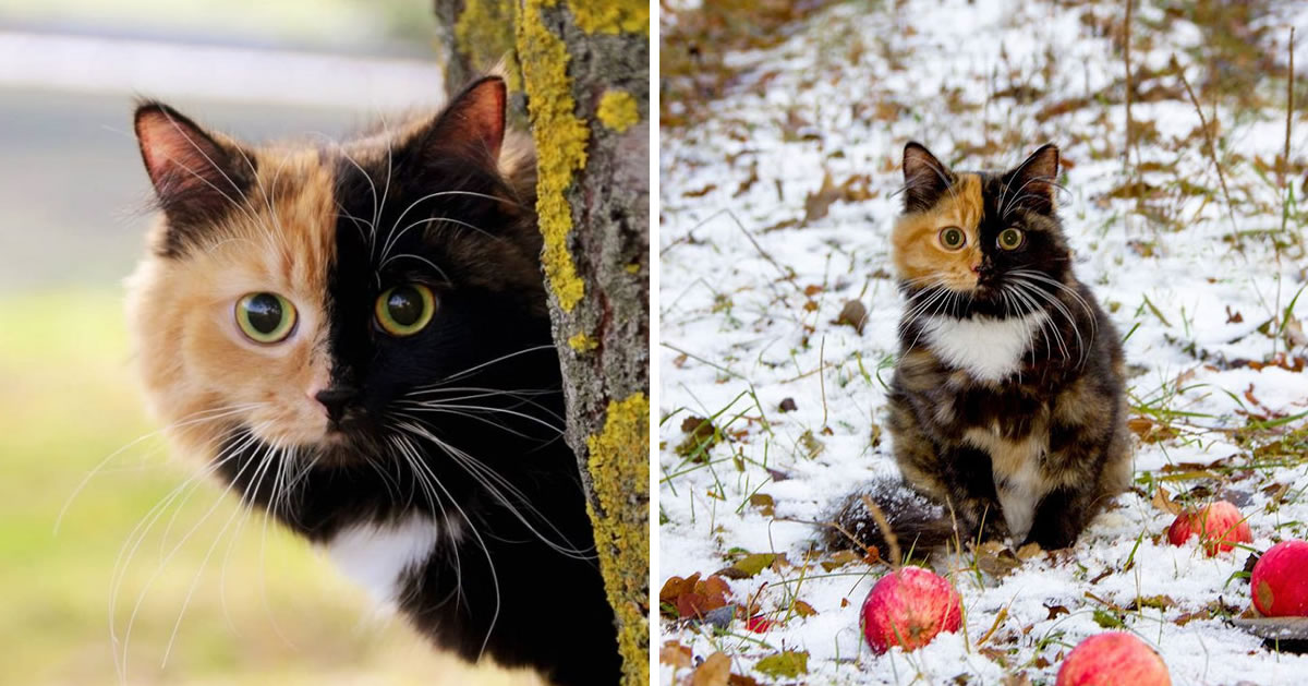 Meet Yana, The Adorable Chimera Cat Who Looks Like She Has Two Faces