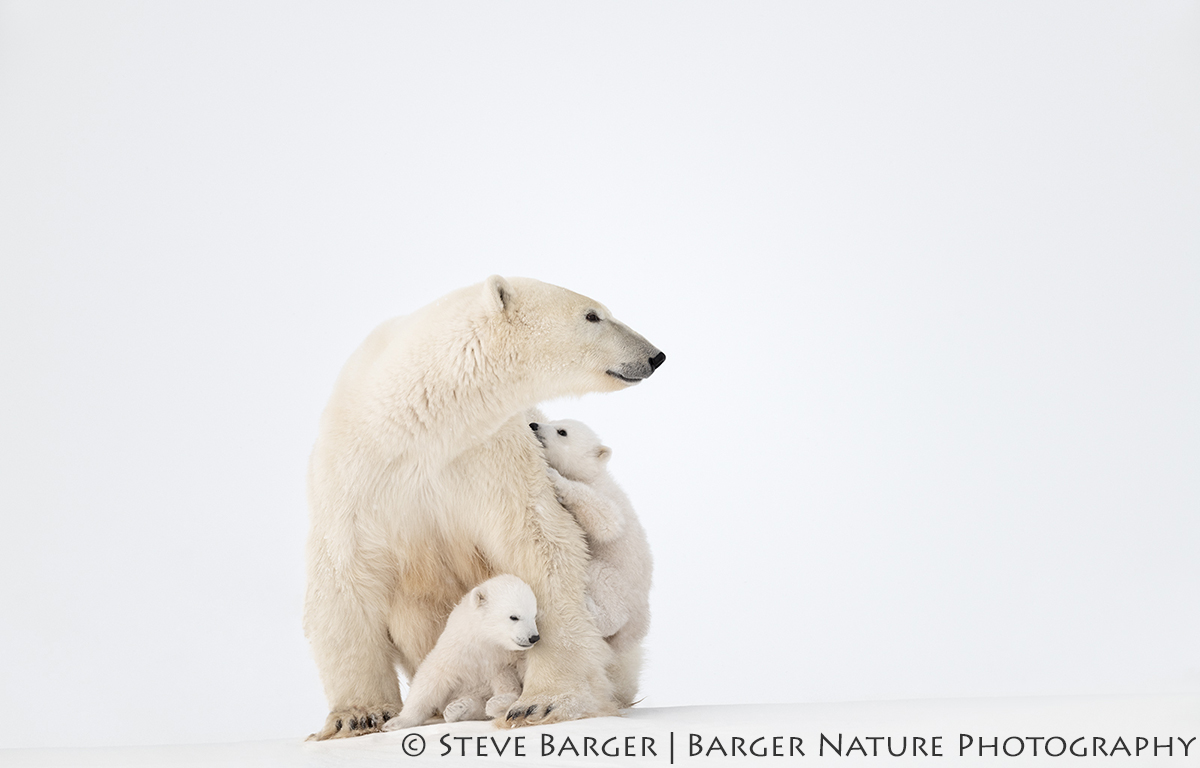 WORLD PHOTOGRAPHIC CUP – Barger Nature Photography