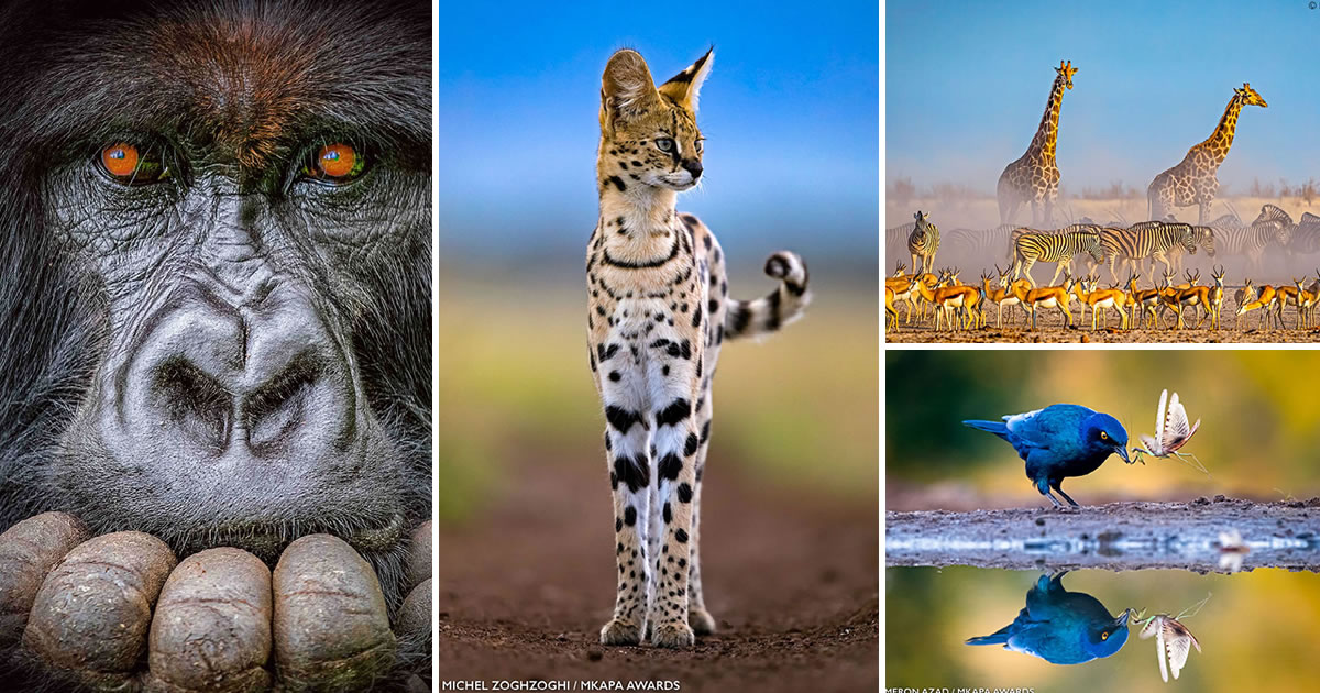 30 Winning Photos Of African Wildlife Photography Awards 2022