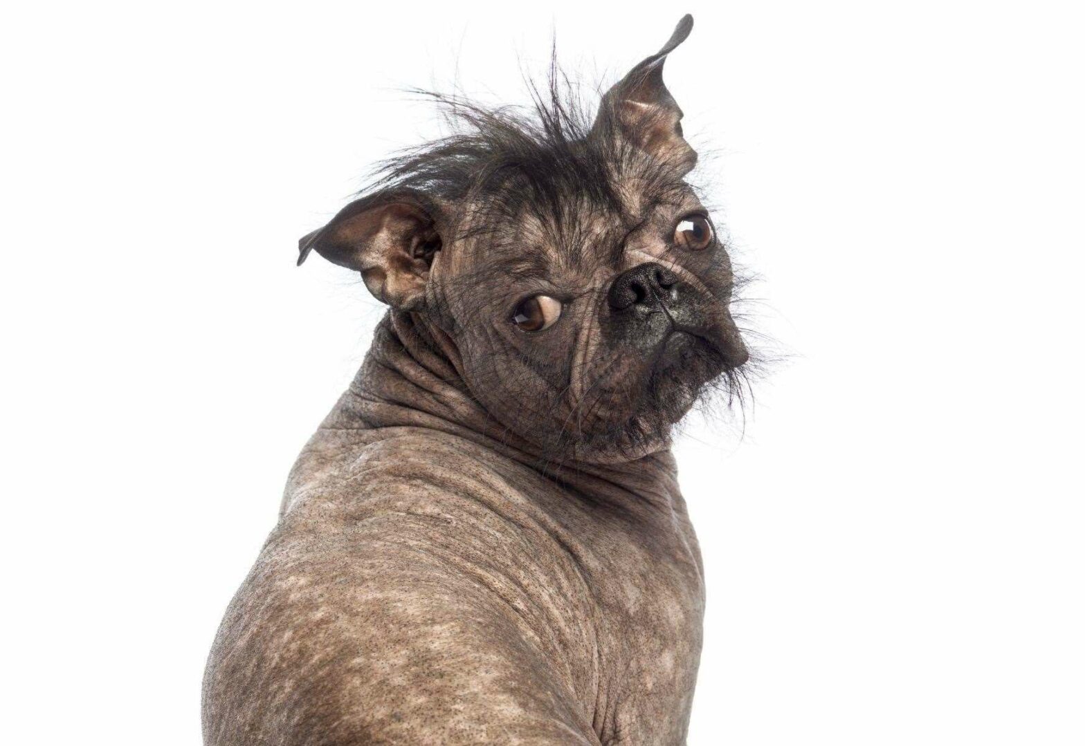 Photography company ParrotPrint.com is searching for the ugliest dog in all of the UK