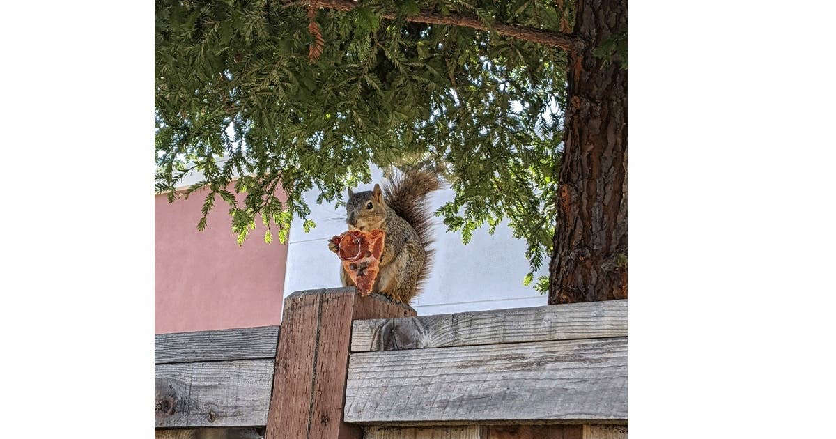 Pizza-Eating Squirrel In Castro Valley: Photo