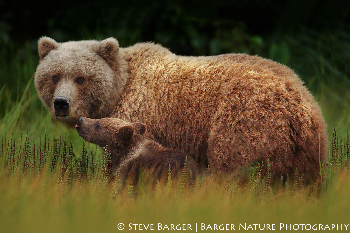 Story Behind The Image “Loving Touch” – Barger Nature Photography