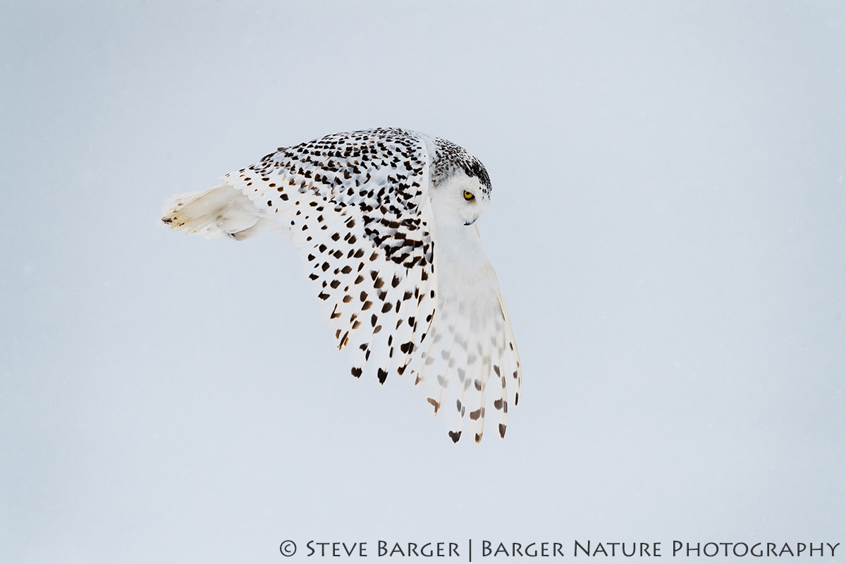 Story Behind The Image “Riding the Wind” – Barger Nature Photography