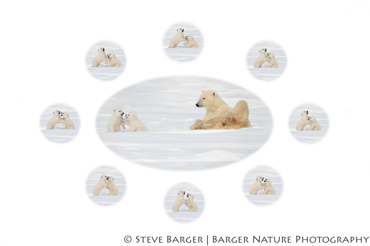Story Behind The Image “Supervised Play” – Barger Nature Photography