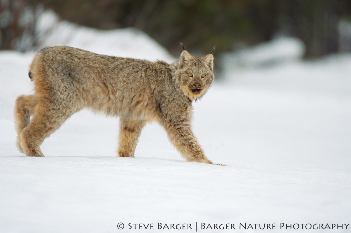 Story Behind the Image “Gaze” – Barger Nature Photography