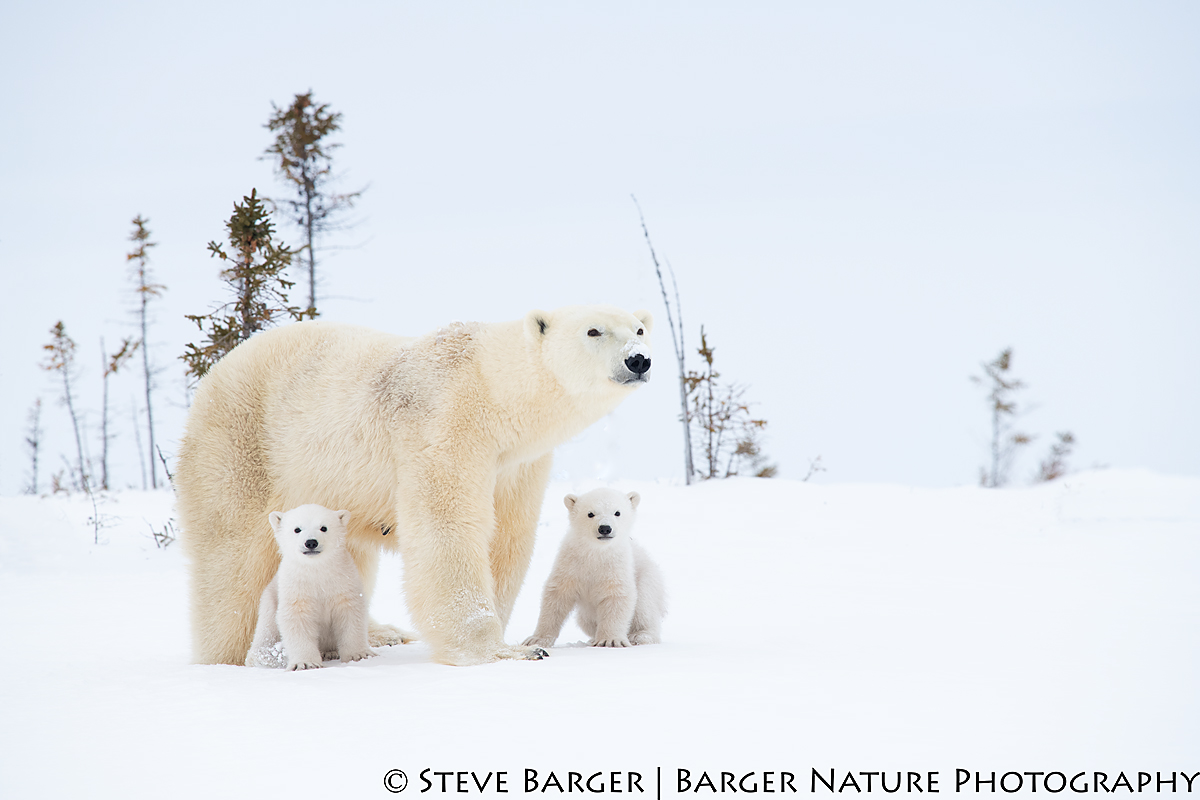 Story Behind the Image “Interested” – Barger Nature Photography