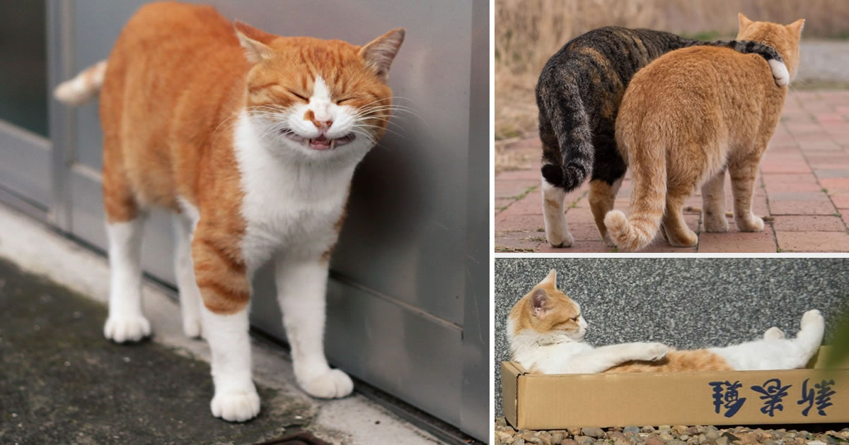 This Japanese Photographer Captures Comedic Stray Cats On The Streets
