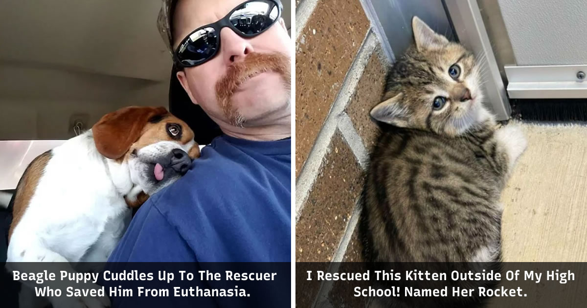 30 Photos Of Cute Adoption Pets That Make Your Day A Little Better