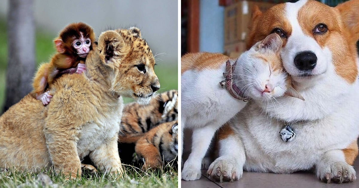 30 Photos Shows Friendship Between Animals Is Truly Beautiful