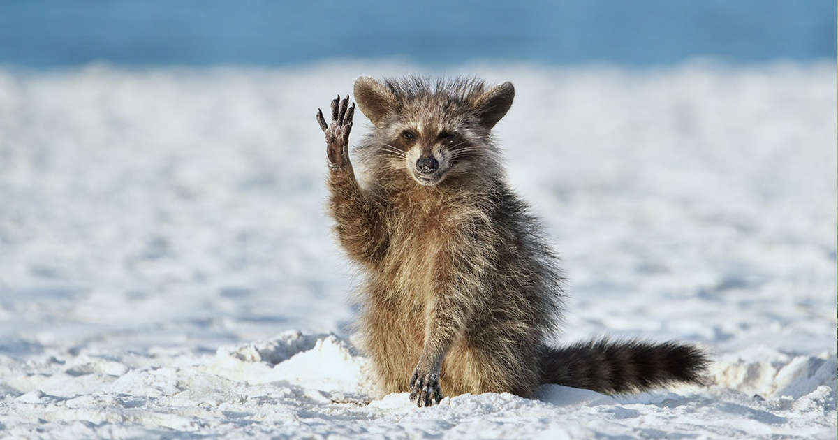 Comedy Wildlife Photography Awards names funniest animal photos of 2022: See the winning shots