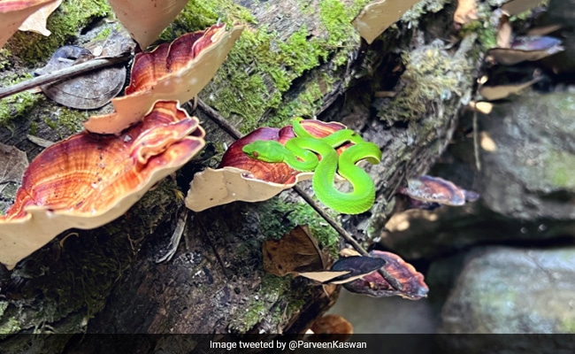 Forest Officer Shares Fascinating Photo Of Green Snake, Internet Says