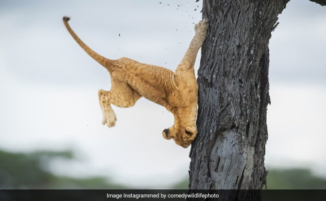 See The Winning Pics Of 2022 Comedy Wildlife Photography Awards