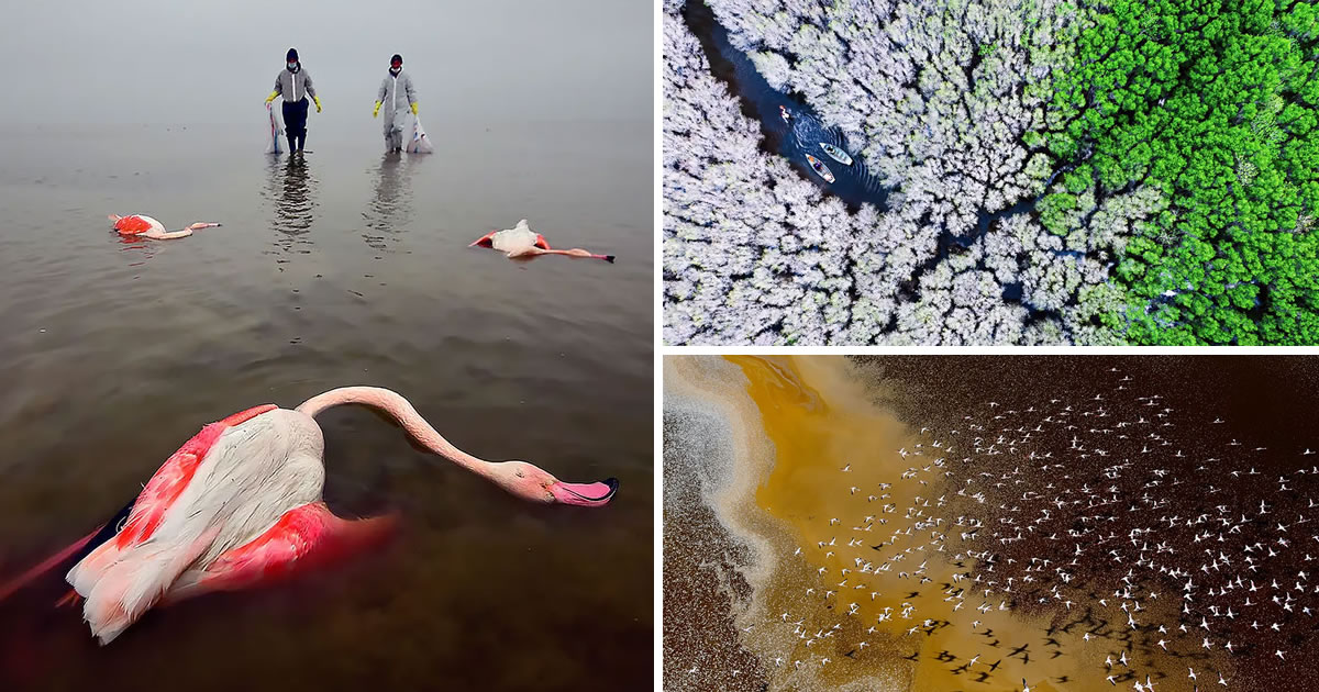 Stunning Winning Photos Of The Environmental Photographer Of The Year 2022