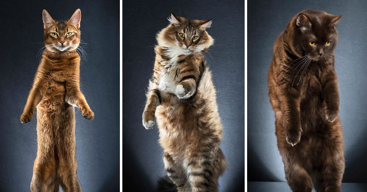 Swiss Photographer Alexis Reynaud Hilariously Captured The Cats In Standing Pose