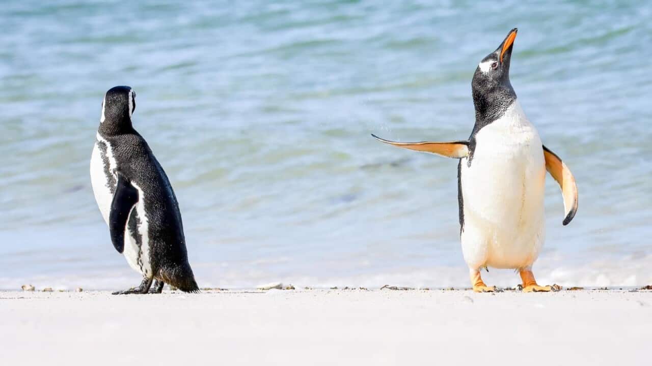 Two penguins standing on a beach, one is turning its back on the other and holding its fin out.