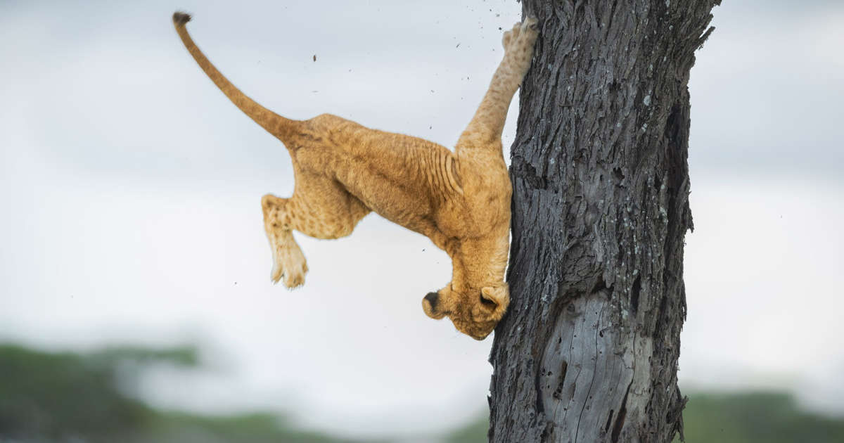 The winning photo of this year's Comedy Wildlife Photography Awards shows a hapless lion cub tumbling out of a tree