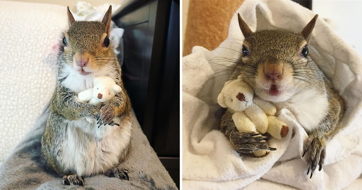 This Squirrel Was Rescued From Hurricane Isaac And Refuses To Go To Sleep Without Her Teddy