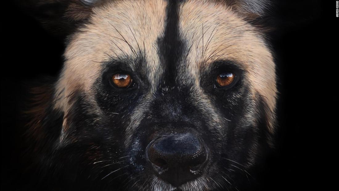 This artist paints hyperrealistic wildlife images