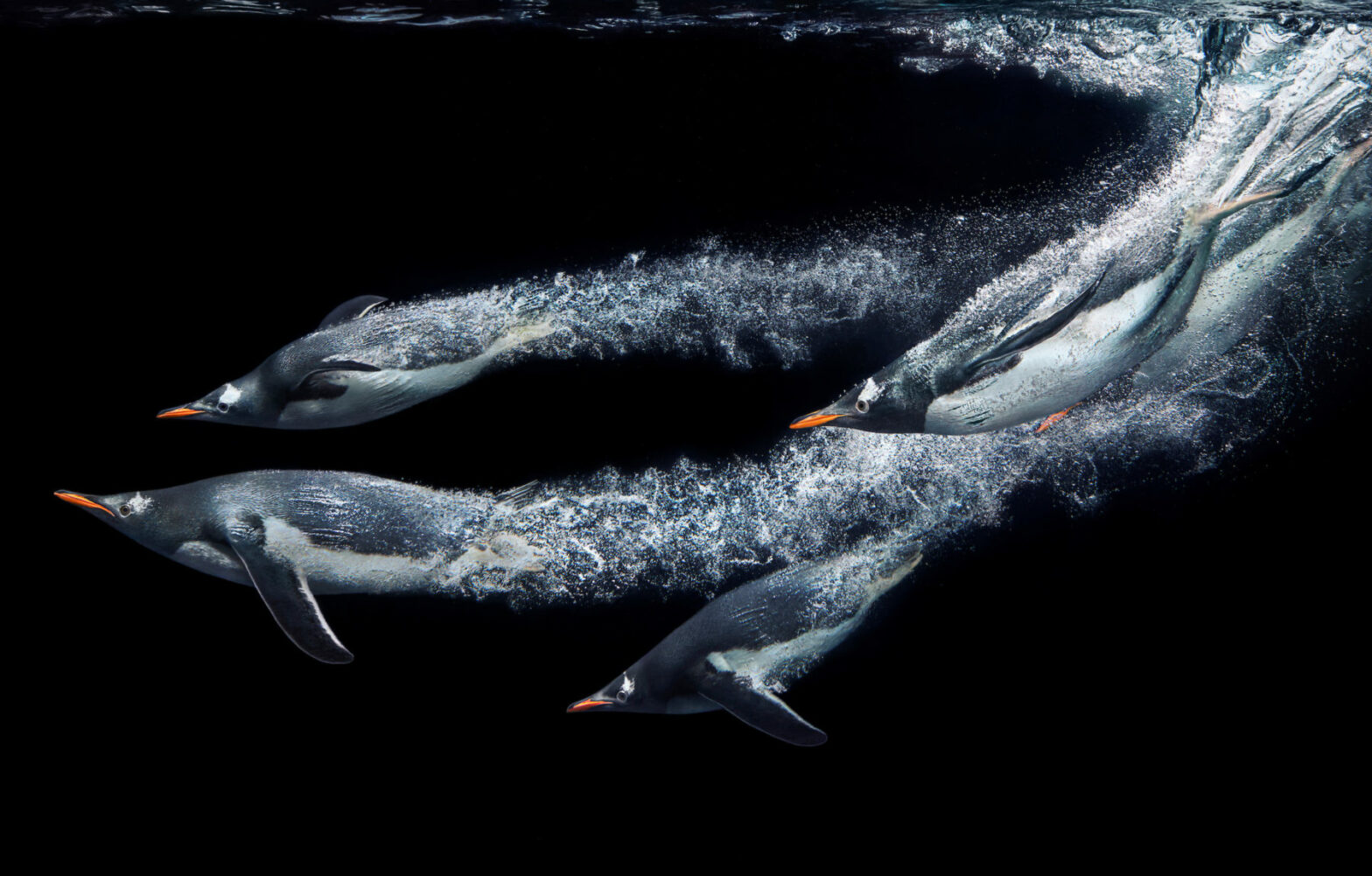 Vital Impacts: stunning photography inspires wonder and curiosity for our natural world