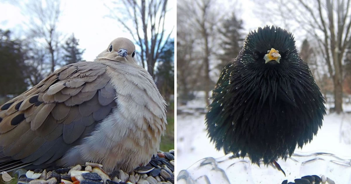 Woman Sets Up A Feeder Cam For Birds In Her Yard, And The Photos Are Extraordinary