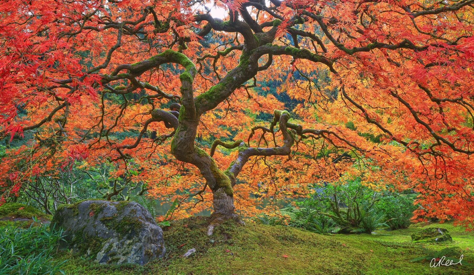15 Stunning Examples of Tree Photography