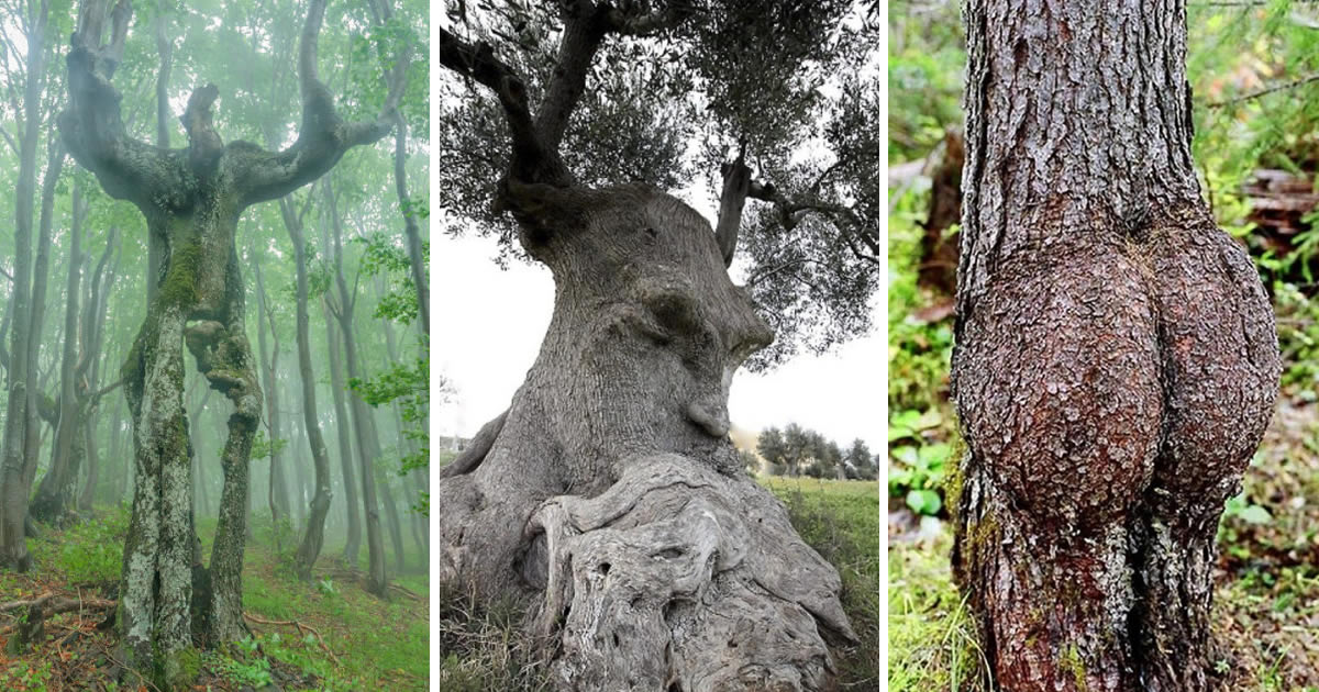 30 Photos Of Trees That Look Like Something Else And Will Make You Look Twice
