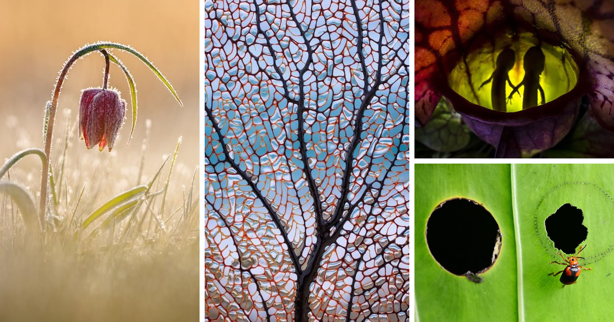 33 Stunning Winning Photos From The Close-Up Photographer Of The Year 2022