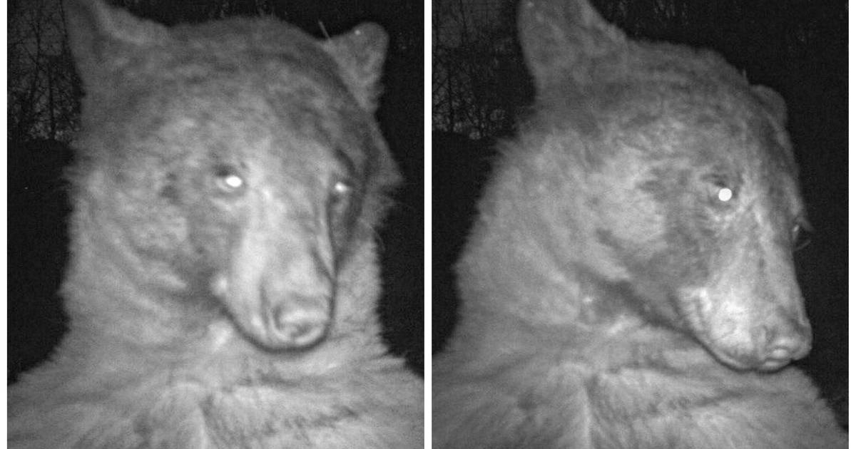 Colorado bear takes 400 ‘selfies’ on wildlife camera – New York Daily News