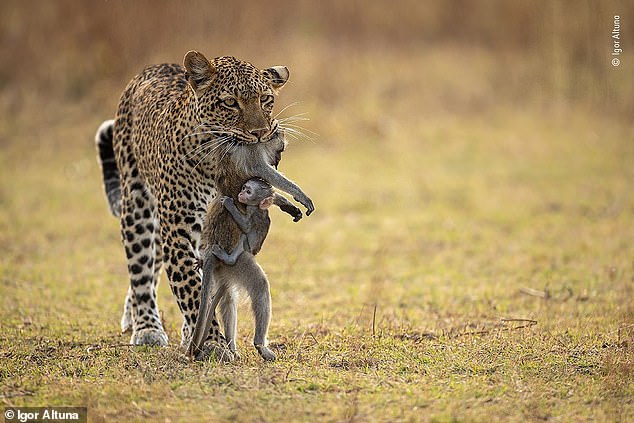 It is a stark image that shows how nature really is red in tooth and claw. But a photograph posted by the BBC of a leopard carrying a dead baboon in its jaws - as the primate's baby clings in terror to her corpse has upset the more sensitive among us