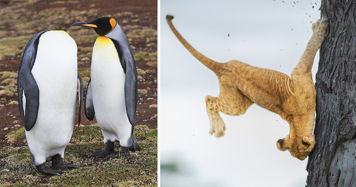 Hapless Hangups and Silly Spoofs Abound in the 2022 Comedy Wildlife Photography Awards — Colossal