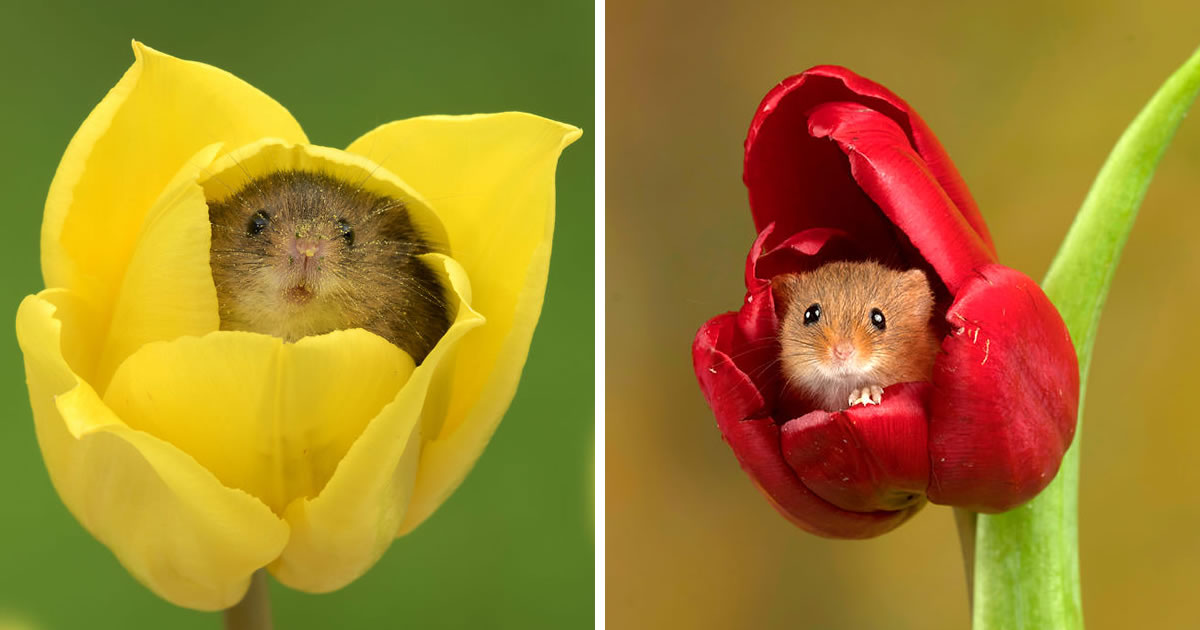 Photographer Miles Herbert Tiptoes Through The Tulips To Shoot Harvest Mice