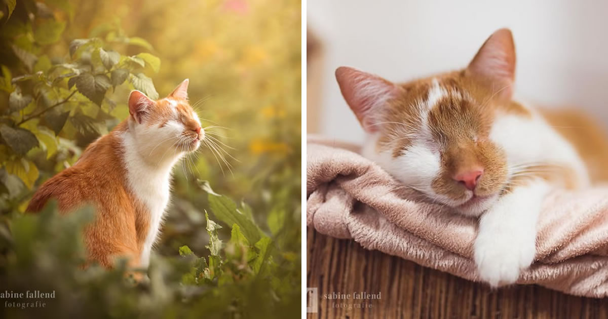 Photographer Soulfully Captured Her Eyeless Cat Who Sees With His Heart