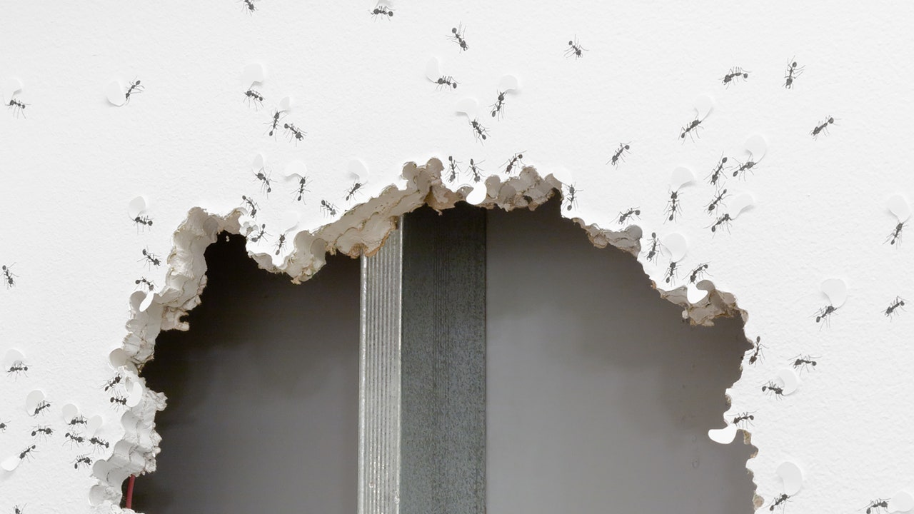 The Artist Who Collaborates with Ants