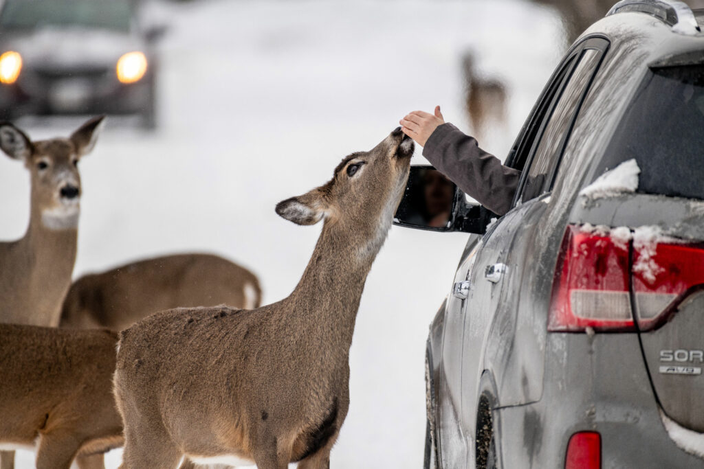 The problem with Thunder Bay’s deer-feeding ritual