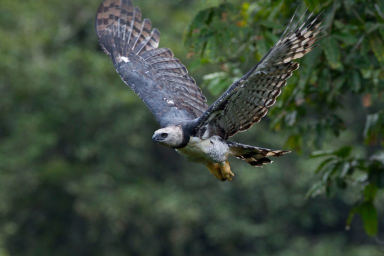 the challenge of protecting the Amazon’s largest bird of prey