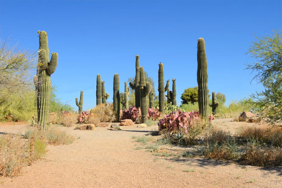 11 Most photo-worthy spots in Gilbert!