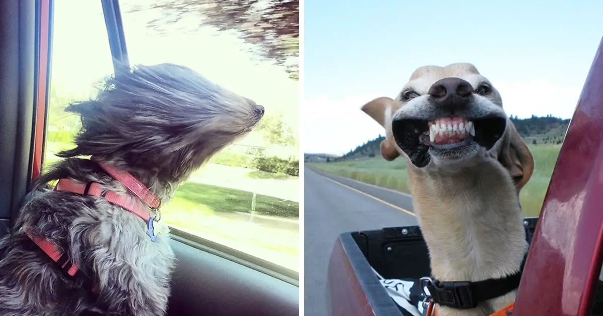 20 Funny Dogs Enjoying Car Rides More Than Anything Else In The World