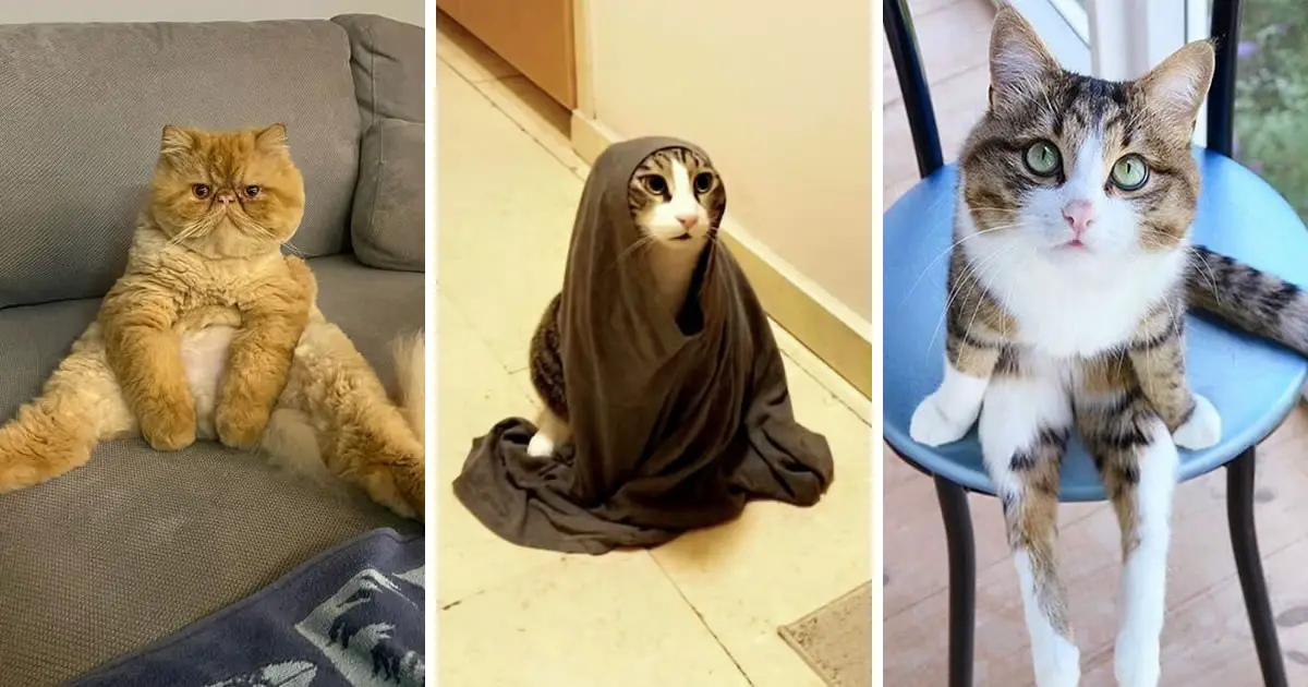20 Times Cats Surprised Their Owners With Their Amusing Behavior