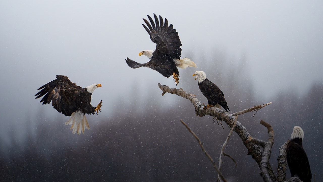 Alaskan bald eagles win National Geographic's first 'Pictures of the Year' photo contest with stunning image