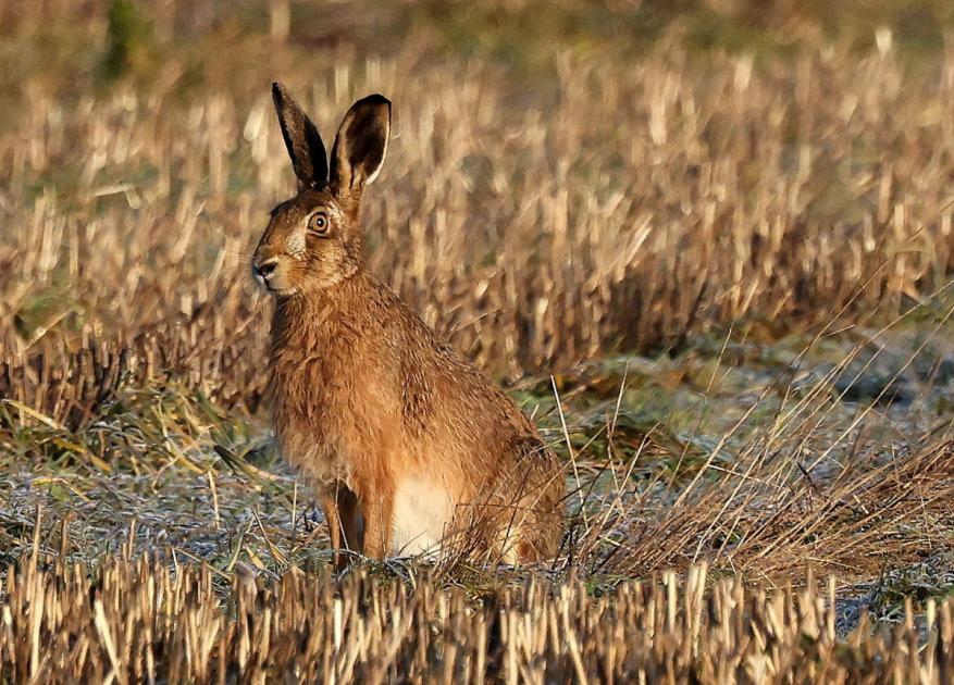 Jessica’s ‘March’ hare is Camera Club photo of the week