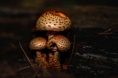 Quincy woman's mushroom photo wins Mass Audubon contest