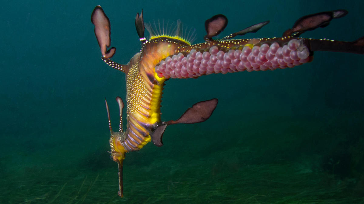 Sea dragon dad glues his brood to his tail for safekeeping, stunning image shows