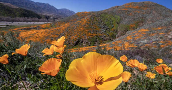Why close the 'super bloom'? Because we can't seem to love nature without trampling it