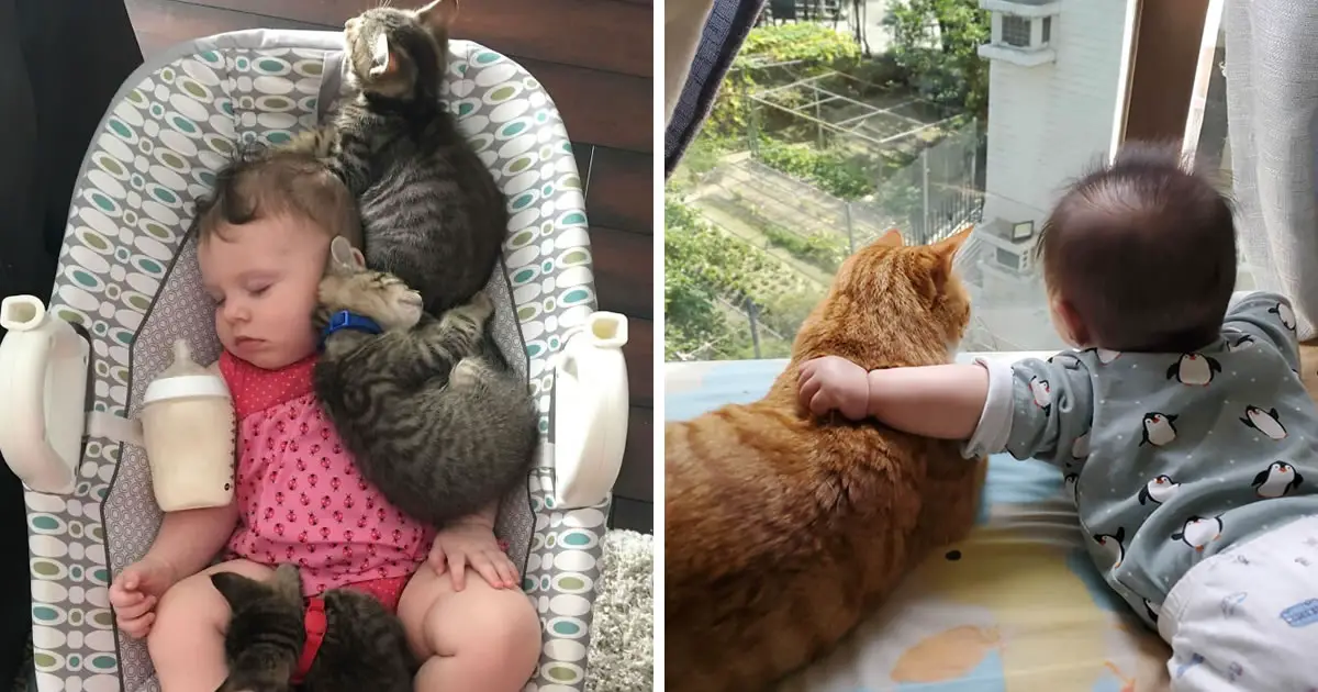 20 Endearing Photos Of Cats And Babies Showing The Purest Form Of Love