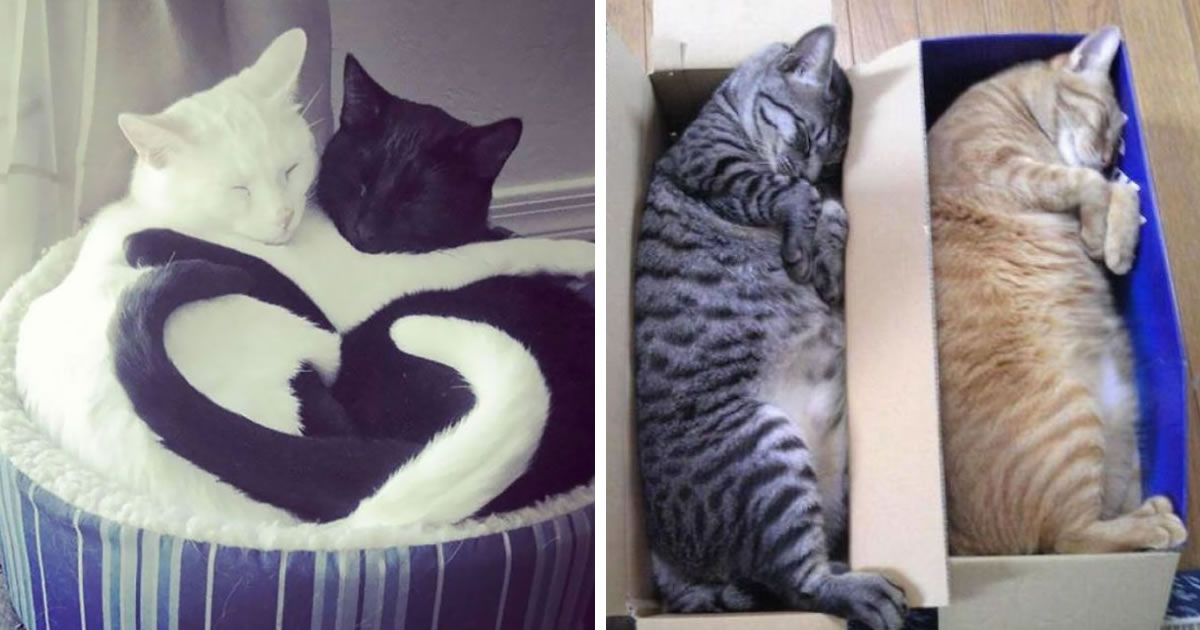 20 Funny And Bizarre Photos Of Cats Sleeping Together In Weird Positions