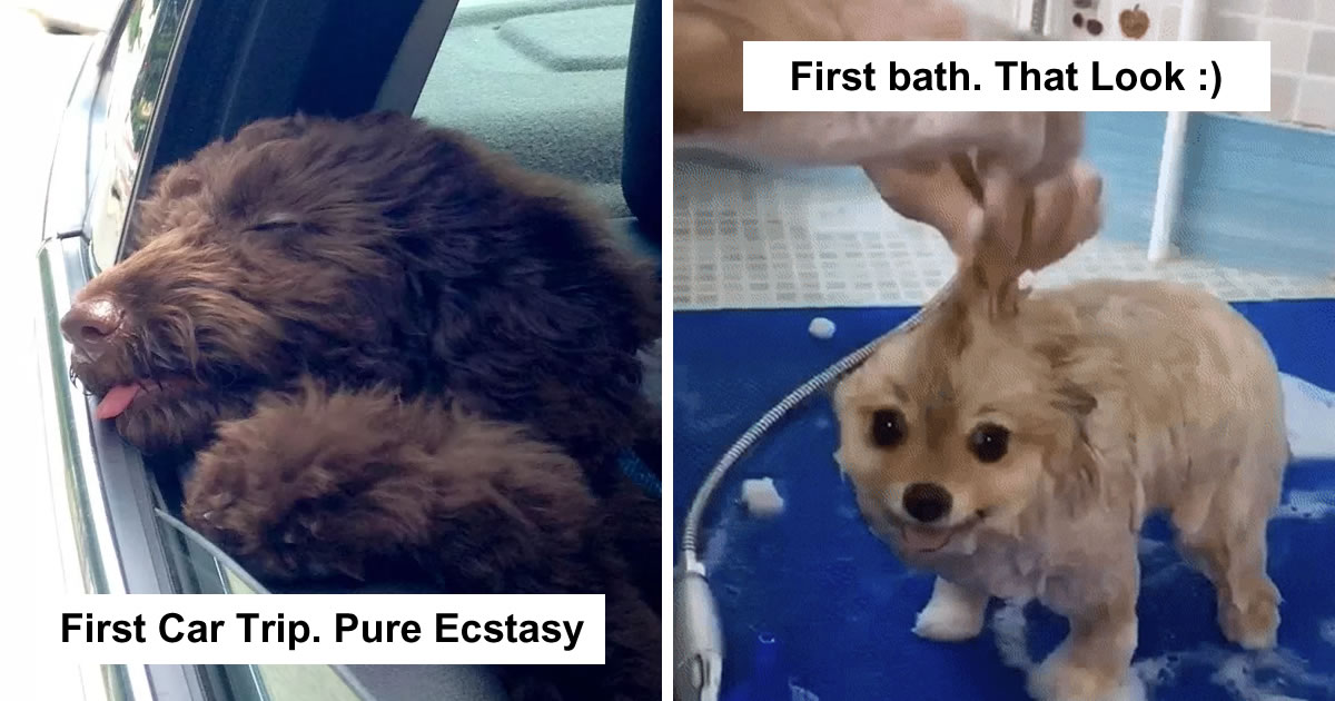 20 Heartwarming Moments Of Puppies Experiencing The World For The First Time