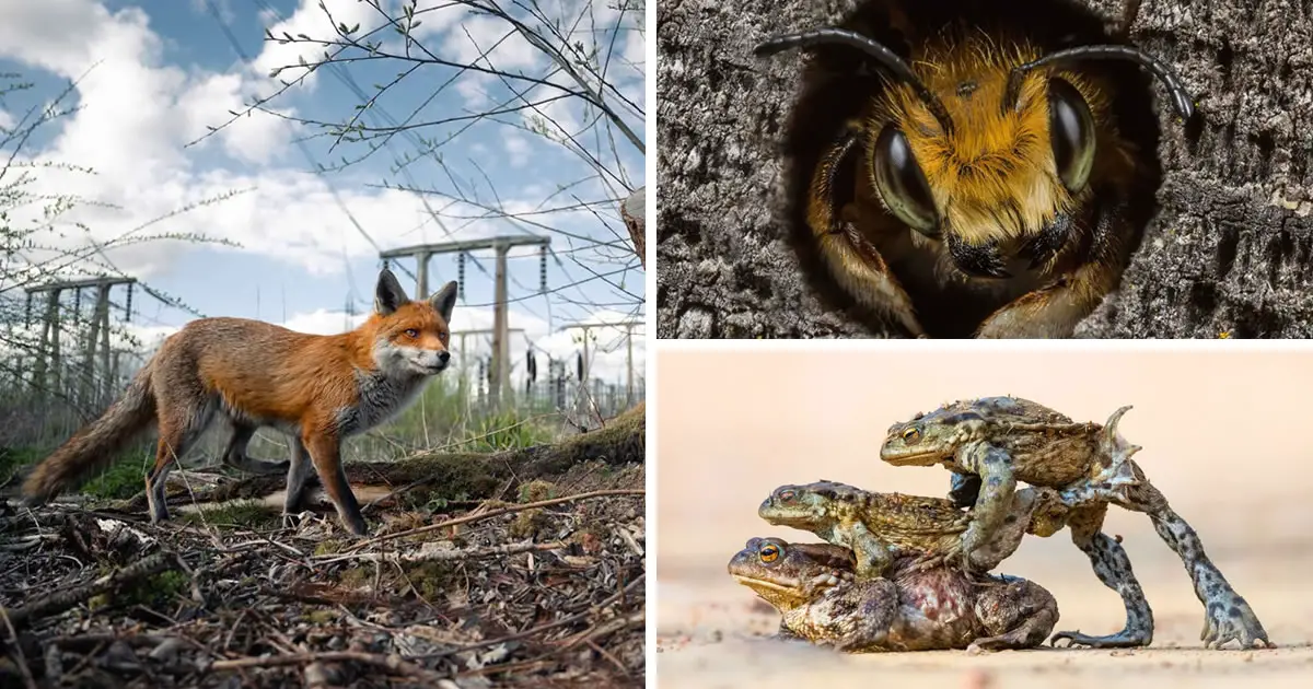 25 Winning Photos Of The British Wildlife Photography Awards 2023