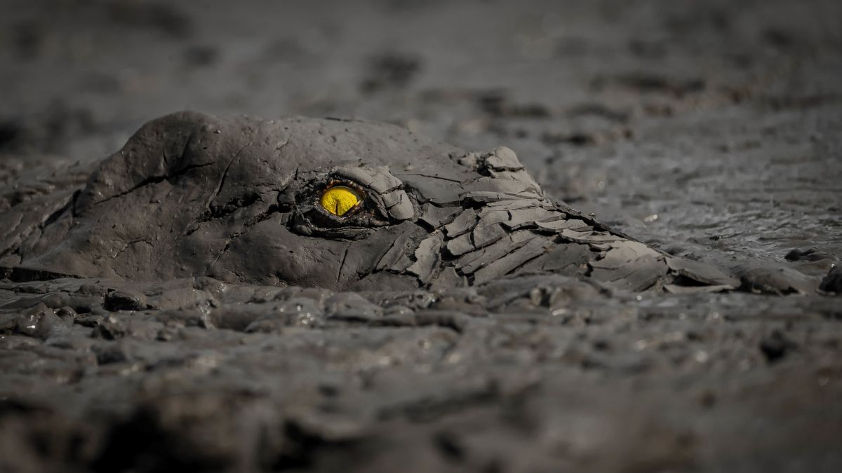 A crocodile with a bright yellow eye lurks in the mud.