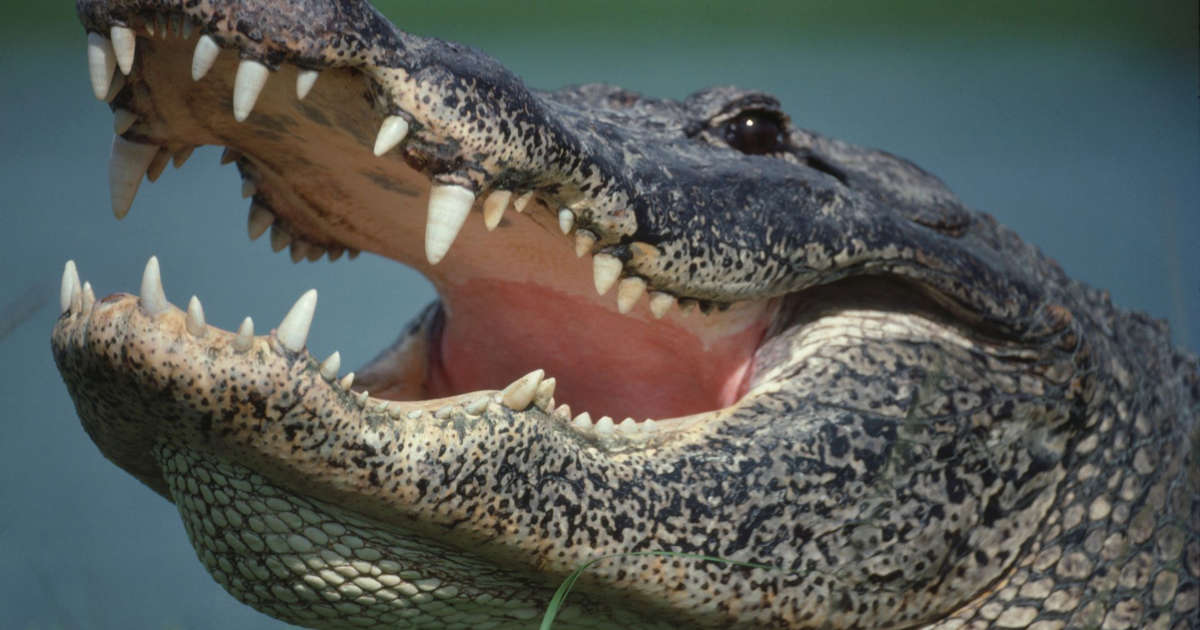 Florida nature photographer stumbles across cannibal alligator