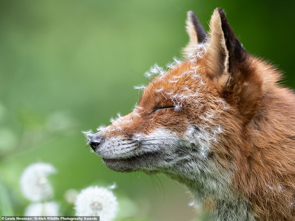 This heartwarming picture of a fox in London covered in dandelion seeds was taken by Lewis Newman and won the Animal Portraits category. Newman said: 'After spending a lot of time with this particular vixen, she began to learn I was not a threat. This gave me some great photographic opportunities. I got to know her routine, and as the wild flowers began to grow, I would find her curled up amongst them. As the dandelions began to open there were a couple of days when she would wake up covered in them. Although she got used to my presence, if I were to move too fast or drop anything she would immediately leave. Later on in spring, I was blessed with her bringing her cubs to me and have watched them grow ever since'